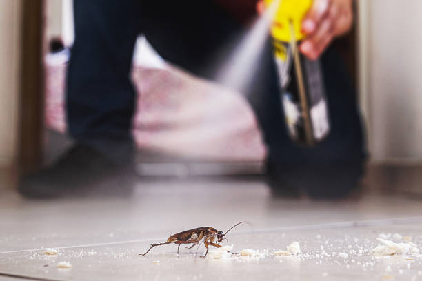 Best Flea Control Services  in Lubeck, WV